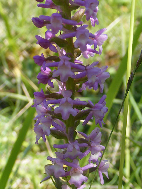 Les orchidées en-chantées à l'Éperon du Murat - Ballade musicale